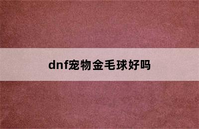 dnf宠物金毛球好吗