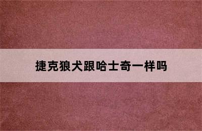 捷克狼犬跟哈士奇一样吗