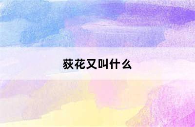 荻花又叫什么